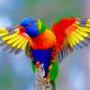 Colorful Lorikeet Piant by numbers