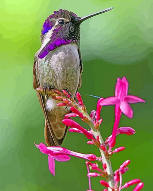 Costa Hummingbird Paint by numbers