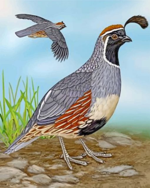 Gambel's Quail paint by numbers