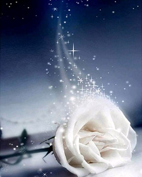 Good Night White Rose paint by numbers