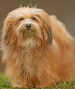 Havanese Dog paint by numbers