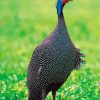 Helmeted Guineafowl Paint by numbers