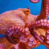 Octopus Animal Paint by numbers