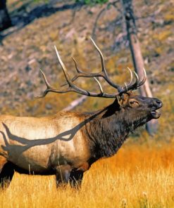 Yellowstone Elk paint by numbers