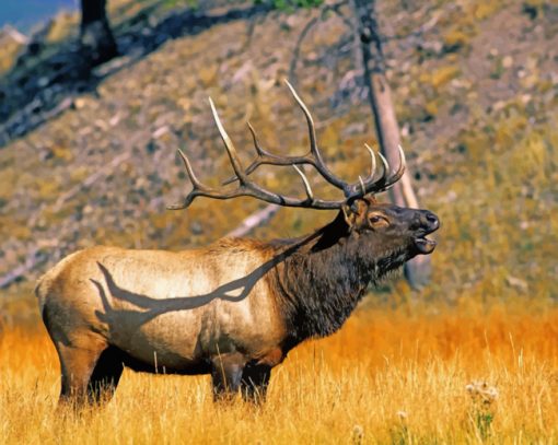 Yellowstone Elk paint by numbers
