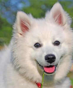 adorable-american-eskimo-dog-paint-by-number