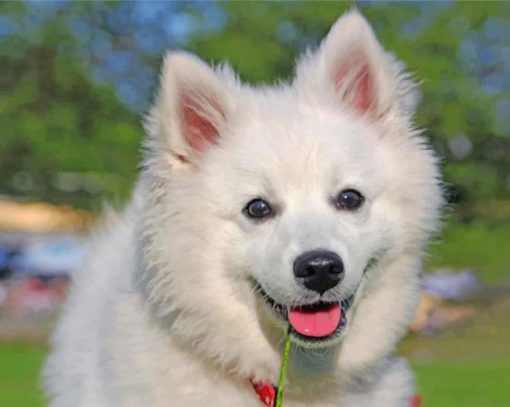 adorable-american-eskimo-dog-paint-by-number