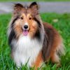 Adorable Sheltie ppaint by numbers