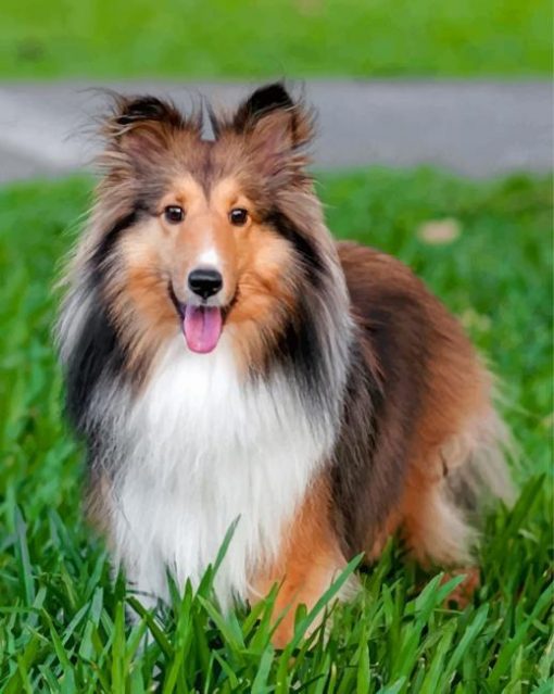 Adorable Sheltie ppaint by numbers