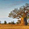 Aesthetic Baobab Tree Piant by numbers