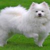 White American Eskimo Paint by numbers