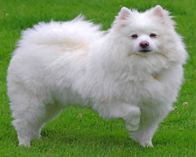 White American Eskimo Paint by numbers