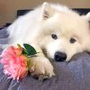 American Eskimo And A Pink Rose Paint by numbers