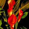 Colorful Arum Lilies Paint by numbers