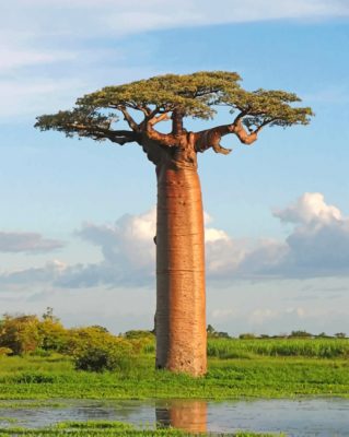 Baobab Trees Piant by numbers