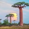 Baobab Trees Paint by numberrs