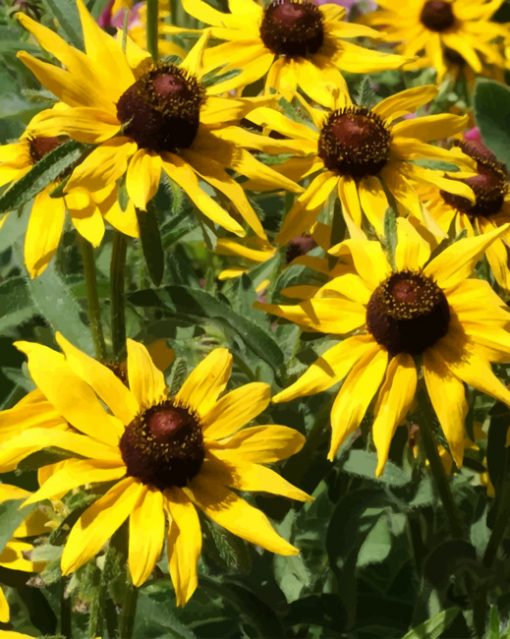 Black Eyed Susan Flowers paint by numbers