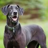 Black Great Dane Dog paint by numbers