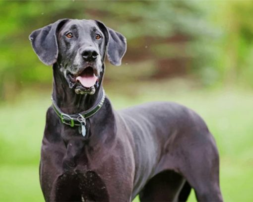 Black Great Dane Dog paint by numbers
