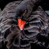 Black Swan paint by numbers
