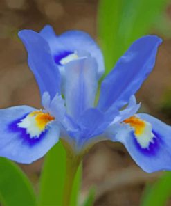 blue-iris-flower-paint-by-number