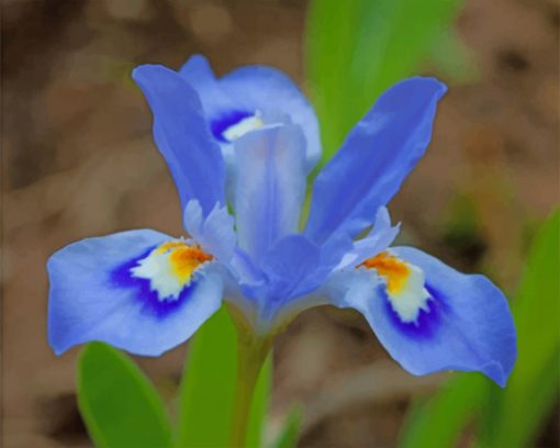 blue-iris-flower-paint-by-number