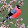 Bullfinch Bird Ppiant by numbers