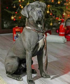 Cane Corso Celebrating The Christmas Paint by numbers