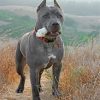 Cane Corso Dog paint by numbers