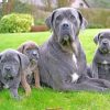 Cane Corso Family paint by nuymbers