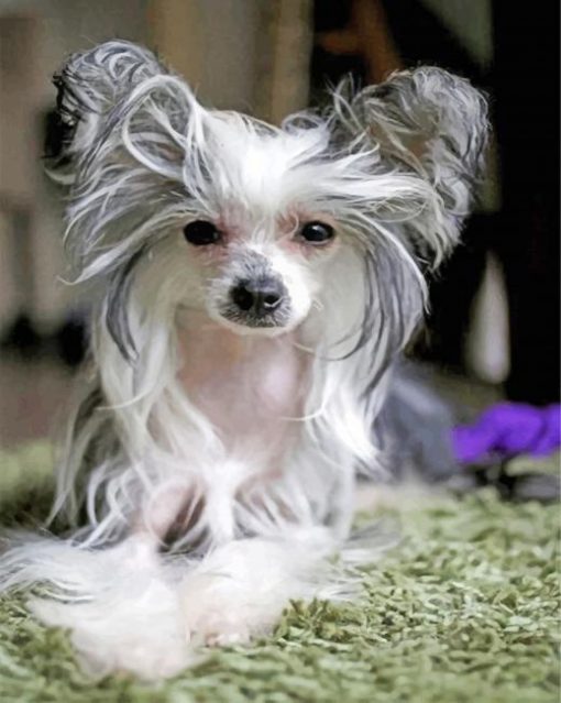 Chinese Crested Dog Paint by numbers
