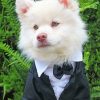 Classy American Eskimo Dog paint by numbers