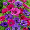 colroful-anemone-paint-by-number