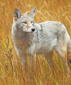 Coyote In A Field paint by numbers