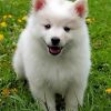 Cute American Eskimo Dog paint by numbers