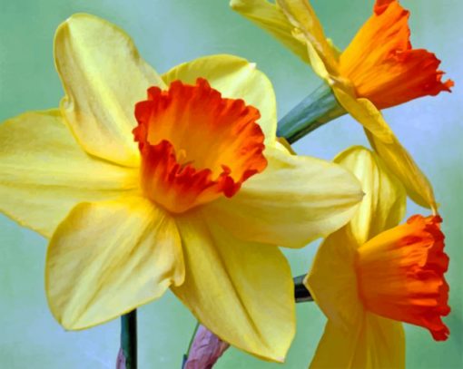 Aesthetic Daffodils Flowers paint by numbers