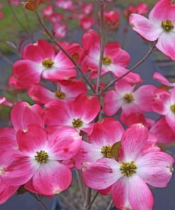 Dogwood Flowers Tree Paint by numbers