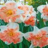 edinburgh-daffodils-paint-by-numbers