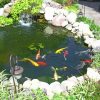 Koi Fish Pond Paint by numbers