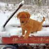 fox-red-labrador-in-the-snow-paint-by-numbers