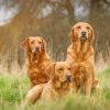 fox-red-labradors-paint-by-number