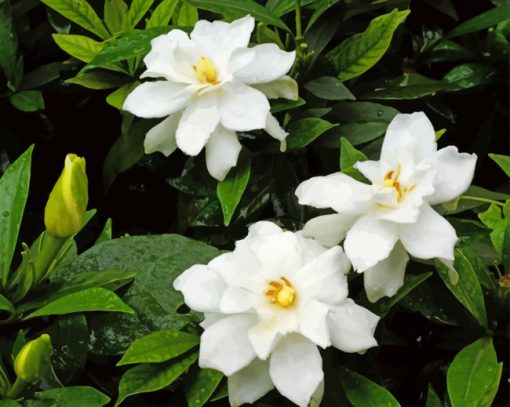 Gardenias Flowers paint by numbers