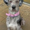 great-dane-dog-paint-by-numbers