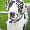 White Great Dane Dog paint by numbers