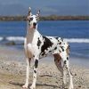 White Great Dane Dog paint by numbers