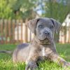 Grey Cane Corso paint by numbers