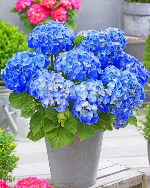 Happily Hydrangea Flowers Ppaint by numbers