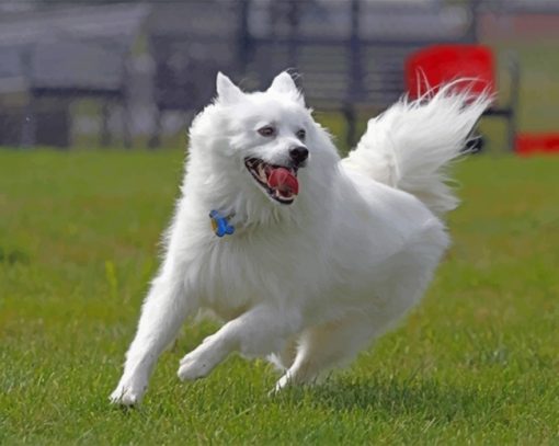 Happy American Eskimo Dog paint by numbers