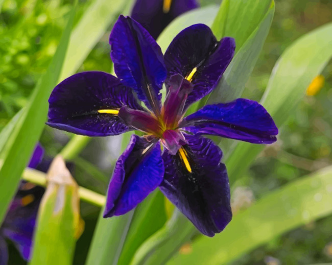iris-louisiana-flower-paint-by-numbers