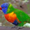 Colorful Lorikeet Parrot Paint by numbers